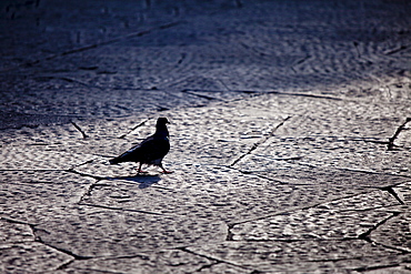 City Pigeon, Columba livia, wandering in Piazza dei Duomo, Tuscany, Italy