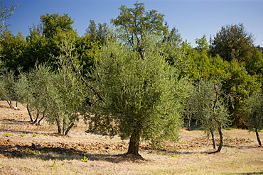 Olive trees at Pontignanello in Chianti, Tuscany, Italy