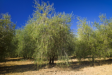 Olive trees at Pontignanello in Chianti, Tuscany, Italy