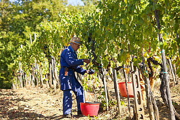 Man picking Sangiovese Chianti Classico grapes at Pontignano in Chianti region of Tuscany, Italy