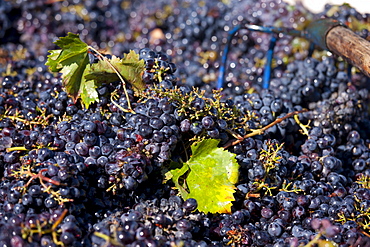 Sangiovese Chianti Classico grapes freshly-picked at Pontignano in Chianti region of Tuscany, Italy