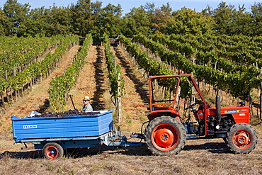 Man loading trailer with harvested San Giovese Chianti Classico grapes at Pontignano in Chianti region of Tuscany, Italy