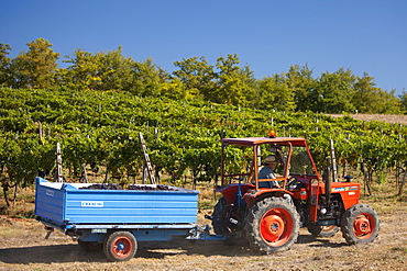 Man driving tractor with harvested San Giovese Chianti Classico grapes at Pontignano in Chianti region of Tuscany, Italy