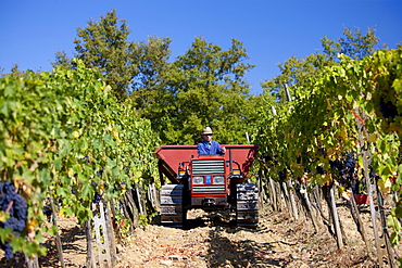 Man driving tractor with harvested San Giovese Chianti Classico grapes at Pontignano in Chianti region of Tuscany, Italy