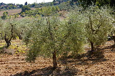 Olive grove in Tuscany, Italy