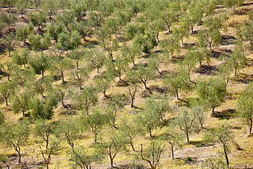 Olive grove near Murlo inTuscany, Italy