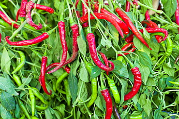 Red and green chili peppers, Capsicum pubescens, on sale in food market in Pienza, Tuscany, Italy