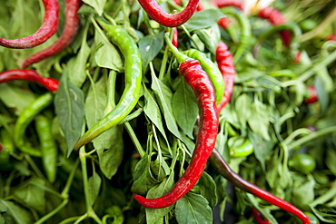 Red and green chili peppers, Capsicum pubescens, on sale in food market in Pienza, Tuscany, Italy