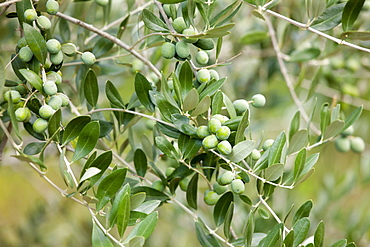 Olive branch on tree in Val D'Orcia, Tuscany, Italy