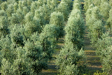 Olive grove of traditional olive trees near Montalcino in Val D'Orcia, Tuscany, Italy