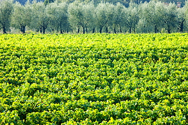 Vines and olive grove of traditional olive trees near Montalcino in Val D'Orcia, Tuscany, Italy