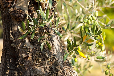 Ripe green olives in olive grove in Val D'Orcia, Tuscany, Italy