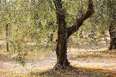 Olive grove of traditional olive trees in Val D'Orcia, Tuscany, Italy