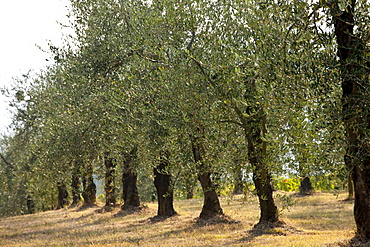 Olive grove of traditional olive trees in Val D'Orcia, Tuscany, Italy