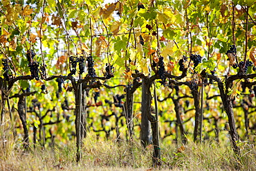 Ripened Brunello grapes, Sangiovese, growing on vines at the wine estate of La Fornace at Montalcino in Val D'Orcia, Tuscany, Italy