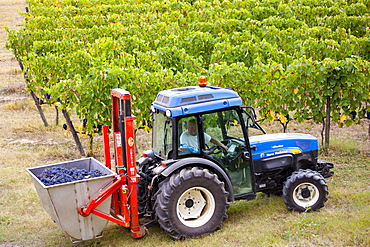 Ripened Brunello grapes, Sangiovese, being harvested at the wine estate of La Fornace at Montalcino in Val D'Orcia, Tuscany, Italy