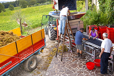 Ripened Brunello grapes, Sangiovese, being harvested at the wine estate of La Fornace at Montalcino in Val D'Orcia, Tuscany, Italy