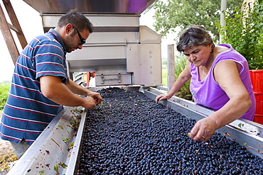 Ripened Brunello grapes, Sangiovese, being harvested at the wine estate of La Fornace at Montalcino in Val D'Orcia, Tuscany, Italy