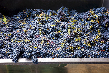 Ripened Brunello grapes, Sangiovese, being harvested at the wine estate of La Fornace at Montalcino in Val D'Orcia, Tuscany, Italy