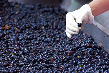 Ripened Brunello grapes, Sangiovese, being harvested at the wine estate of La Fornace at Montalcino in Val D'Orcia, Tuscany, Italy