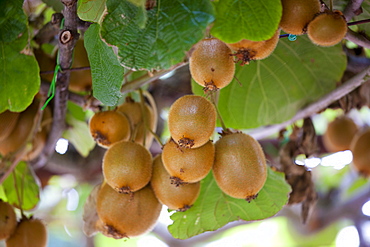 Kiwi fruit growing farm estate of La Fornace at Montalcino in Val D'Orcia, Tuscany, Italy