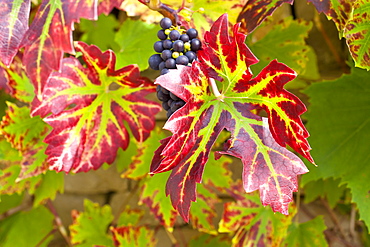 Ripe grapes on a grapevine on stone wall in country garden at Swinbrook in The Cotswolds, Oxfordshire, UK