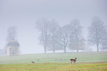 Deer in misty scene at Barrington Park near Burford in The Cotswolds, Oxfordshire, UK