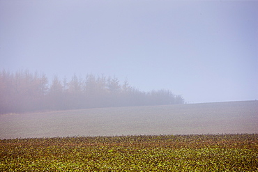 Misty scene at Barrington near Burford in The Cotswolds, Oxfordshire, UK