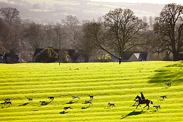 Foxhounds of The Heythrop Hunt near Stow-on-the-Wold, Gloucestershire for the traditional New Year Hunt Meet, Cotswolds, UK