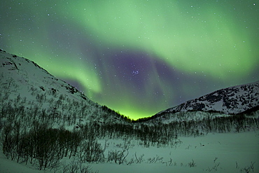 The Aurora Borealis, the spectacular Northern Lights turn the sky green and purple above Kvaloya island at Tromso in the Arctic Circle in Northern Norway