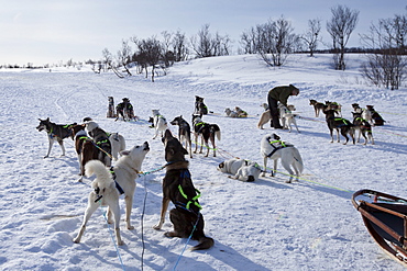 Alaskan Huskies harnessed for dog-sledding at Villmarkssenter wilderness centre Kvaloya Island, Tromso, Arctic Circle Northern Norway