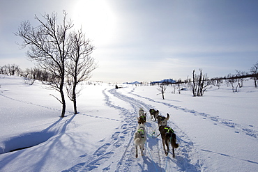 Alaskan Huskies dog-sledding at Villmarkssenter wilderness centre on Kvaloya Island, Tromso in Arctic Circle, Northern Norway