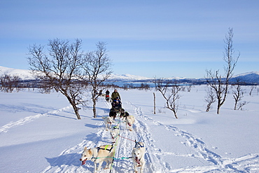 Alaskan Huskies dog-sledding at Villmarkssenter wilderness centre on Kvaloya Island, Tromso in Arctic Circle, Northern Norway