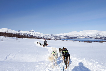 Alaskan Huskies dog-sledding at Villmarkssenter wilderness centre on Kvaloya Island, Tromso in Arctic Circle, Northern Norway