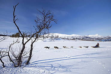 Alaskan Huskies dog-sledding at Villmarkssenter wilderness centre on Kvaloya Island, Tromso in Arctic Circle Northern Norway