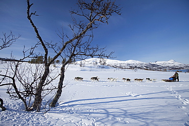 Alaskan Huskies dog-sledding at Villmarkssenter wilderness centre on Kvaloya Island, Tromso in Arctic Circle Northern Norway