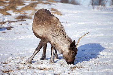 Reindeer grazing in the snow in arctic landscape at Kvaløysletta, Kvaloya Island, Tromso in Arctic Circle Northern Norway