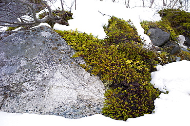 Lichen in the Arctic Circle on Ringvassoya Island in the region of Tromso, Northern Norway