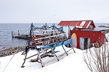 Stockfish cod drying on traditional racks, hjell, in the Arctic Circle on the island of Ringvassoya in region of Tromso, Northern Norway