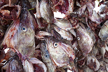 Stockfish cod drying on traditional racks, hjell, in the Arctic Circle on the island of Ringvassoya in region of Tromso, Northern Norway