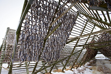 Stockfish cod drying on traditional racks, hjell, in the Arctic Circle on the island of Ringvassoya in region of Tromso, Northern Norway