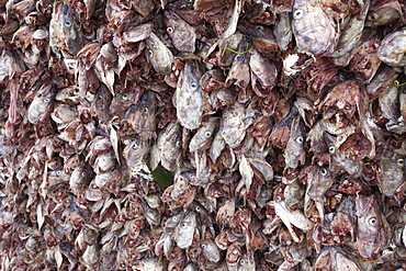 Stockfish cod drying on traditional racks, hjell, in the Arctic Circle on the island of Ringvassoya in region of Tromso, Northern Norway