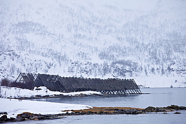 Stockfish cod drying on traditional racks, hjell, on foreshore in the Arctic Circle on Ringvassoya Island, Tromso, Northern Norway