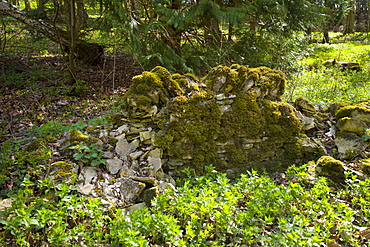 Drystone wall in disrepair on edge of woodland in Swinbrook in the Cotswolds, Oxfordshire, UK