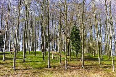 Copse of young beech trees, Fagus sylvatica, and conifers in springtime in Swinbrook in the Cotswolds, Oxfordshire, UK