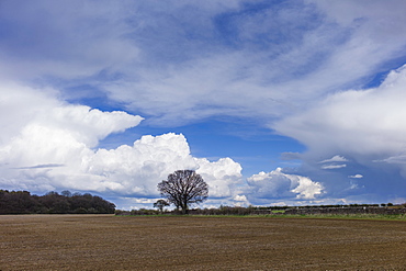 Cloud formation Towering Cumulus (left) Cumulonimbus (right) and Cirrus at high altitude at Swinbrook in the Cotswolds, UK