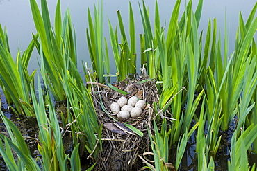 Moorhen's nest, with seven eggs laid, made with twigs among iris plants in a pond in Swinbrook, the Cotswolds, Oxfordshire, UK