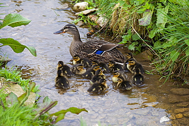 Female mallard duck with newly hatched ducklings, Anas platyrhynchos, on a stream in springtime at Swinbrook, the Cotswolds, UK