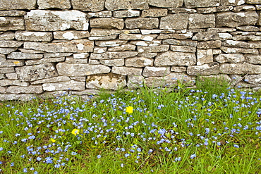 Forget-Me-Not, Myosotis arvensis, wildflowers and dandelions by drystone wall  in springtime in Swinbrook in the Cotswolds, UK