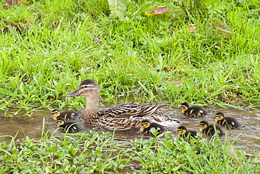 Female mallard duck with new ducklings, Anas platyrhynchos, on a stream in springtime at Swinbrook, the Cotswolds, UK